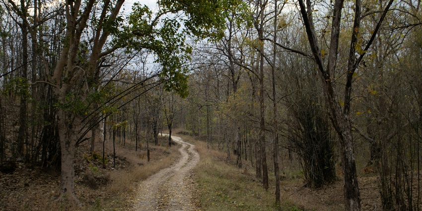 Pench National Park road winding through a dense wooded area, surrounded by tall trees and greenery