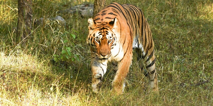 A Royal Bengal Tiger in Bandhavgarh Park, one of the favorites for tiger sightings.
