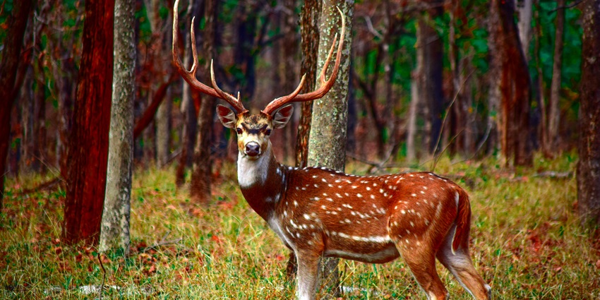 Snapshot of the rare horned Deer in the vicinity of Pench National Park