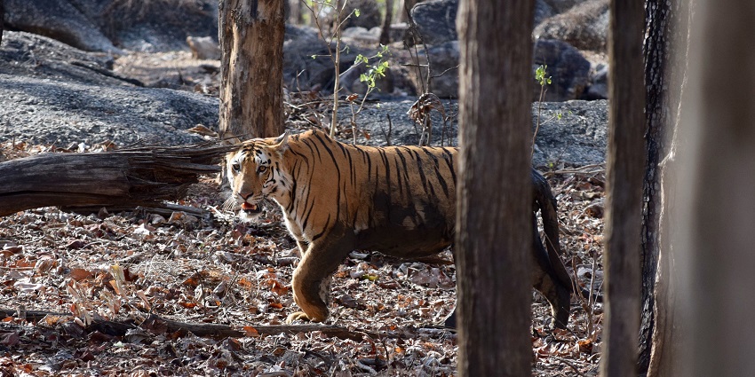 Night Safari in Tadoba at Pench Tiger Reserve is worth experiencing.