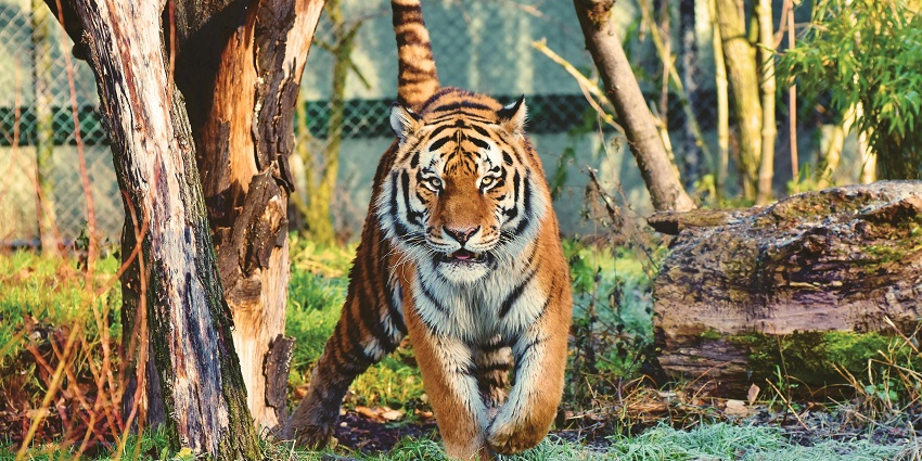 Pench Tiger Reserve is famous for its rich biodiversity and scenic natural beauty.