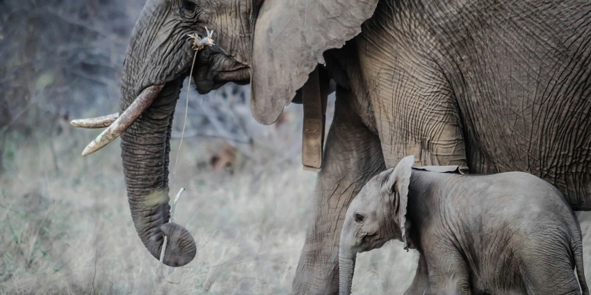Elephants at the Periyar National Park, one of the top places to visit near Erode.