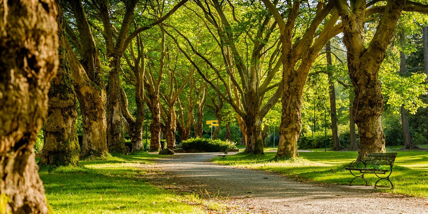 The lush green Periyar Park, a tourist attraction near Amirthi Zoological Waterfalls.