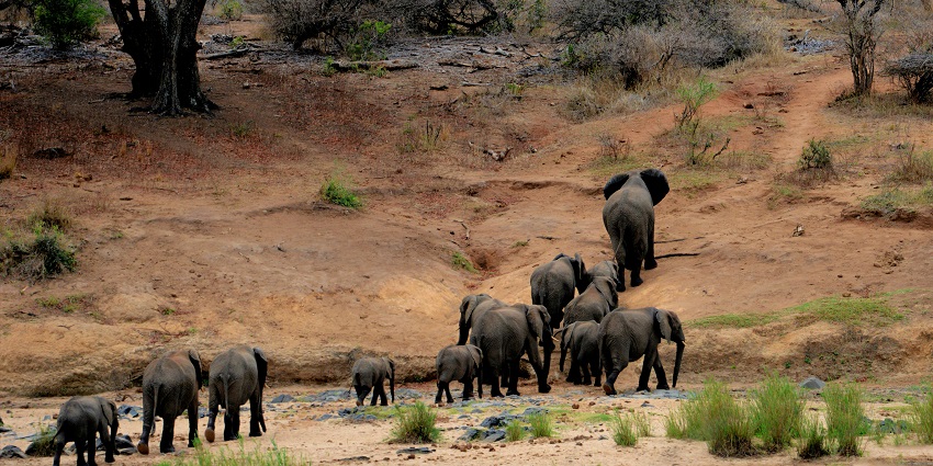 A picture of a herd of elephants in Phansad Wildlife Sanctuary