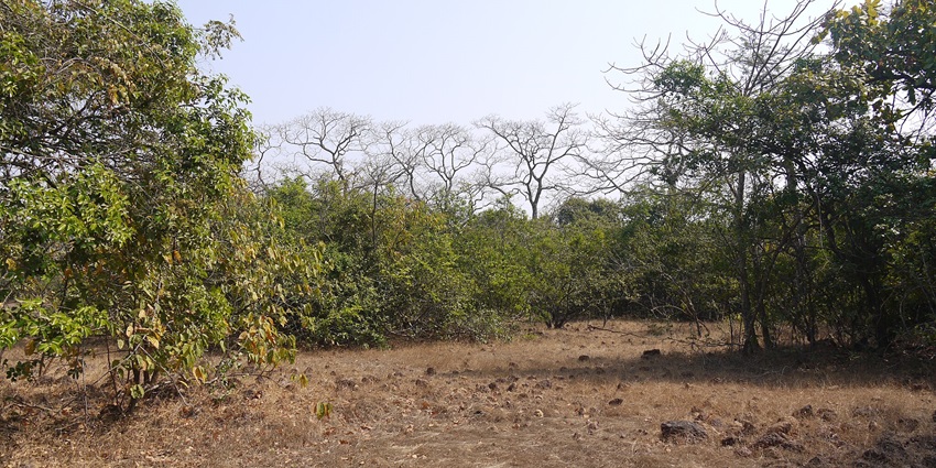 Landscape view of Phansad Wildlife Sanctuary, a prominent tourist attraction near Kashid Beach