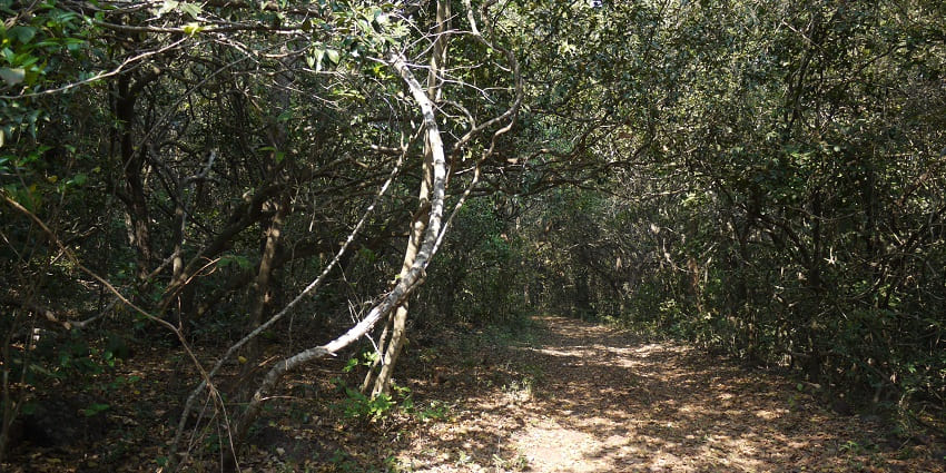 Phansad Wildlife Sanctuary offers rich flora, fauna, and peaceful hikes.