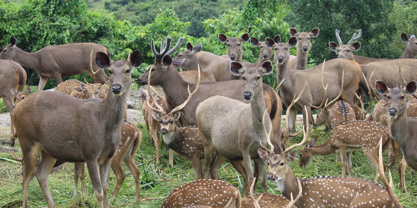 View of a herd of deer in Phansad Wildlife Sanctuary surrounded by lush greenery.