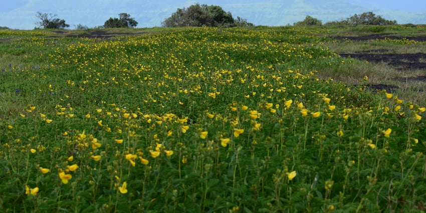 The best things to do in Kaas Plateau include photography opportunities