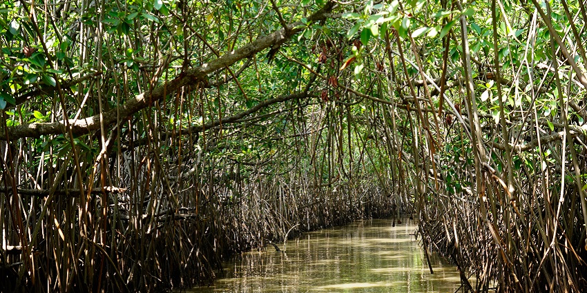 Explore serene waterways and unique wildlife in Pichavaram Mangrove Forest.