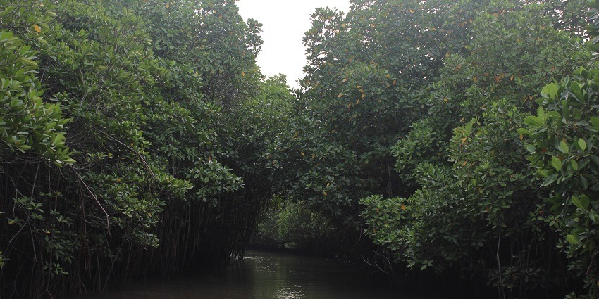 A picture of the Mangrove Forest, one of the most famous tourist places in Chidambaram