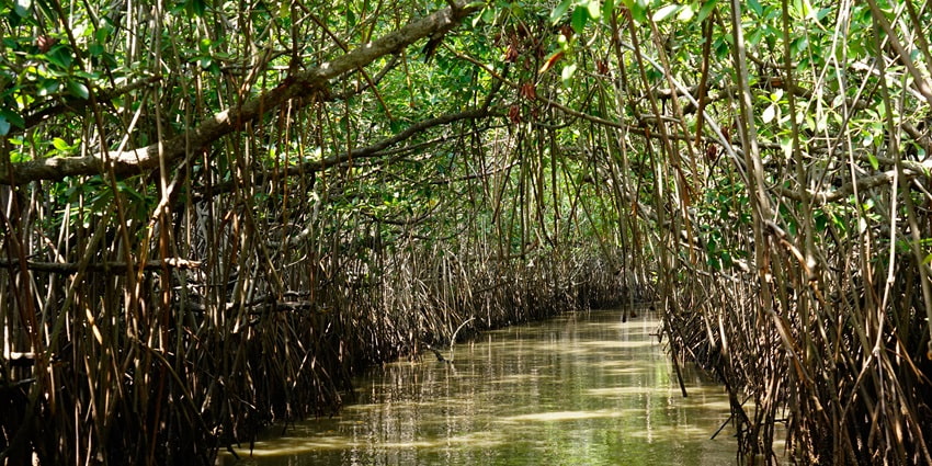 A scenic view of Pichavaram Mangrove Forests featuring placid backwaters and lush trees.