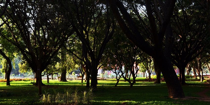 The beautiful Cubbon Park, picnic with family is the best thing to do in UB City.