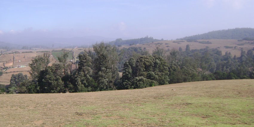 Lush green landscape of the shooting Point, on the list of things to do in Masinagudi
