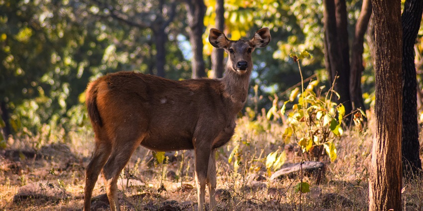An image of families enjoying a picnic amidst the greenery of Van Vihar National Park, among the best things to do in Bhopal