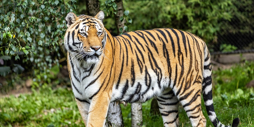 Model of the famous Pilibhit Tiger Reserve for every traveller to visit and explore.