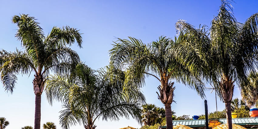 Pine Beach Bar, the casual beach bar with a tropical vibe and drinks for guests.