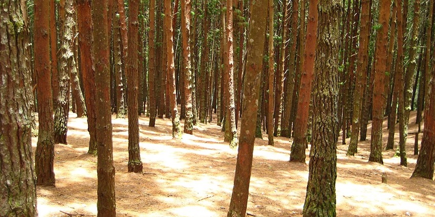 A dense pine forest in Kodaikanal with tall trees and scattered sunlight.