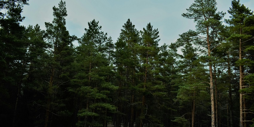 Captivating forest offering camping and trekking amidst towering pines
