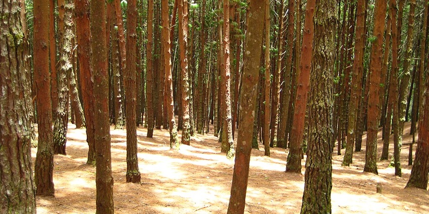 Image of scenic trek through lush pine forests and tranquillity