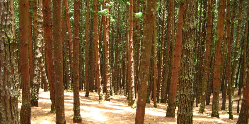 Serene forest area with tall pine trees and picturesque scenery.