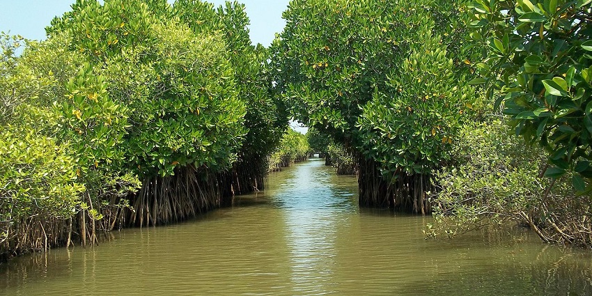Picturesque backwaters offering tranquil boat rides through mangroves.