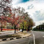 A red leaf and a grey concrete road under a blue sky during the daytime in Chandigarh.