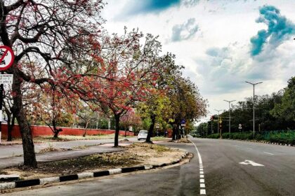 A red leaf and a grey concrete road under a blue sky during the daytime in Chandigarh.