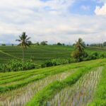 Rice terraces and paddies in various shades of green in Tabanan Regency, Bali, Indonesia