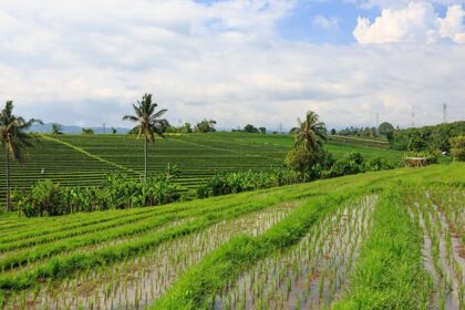 Rice terraces and paddies in various shades of green in Tabanan Regency, Bali, Indonesia