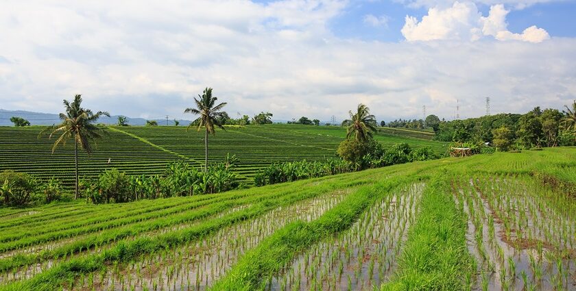 Rice terraces and paddies in various shades of green in Tabanan Regency, Bali, Indonesia