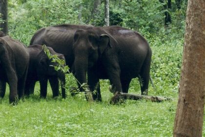 Places to visit in Kabini feature wildlife paradise with forests, waterfalls, and nature escapes.