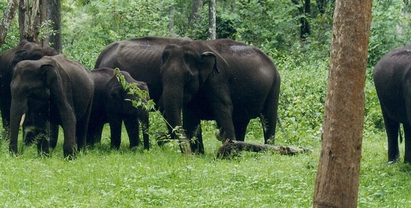 Places to visit in Kabini feature wildlife paradise with forests, waterfalls, and nature escapes.