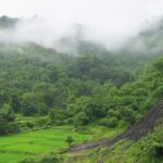 Lush greenery in Konkan during the monsoon season, showcasing the beauty of nature.