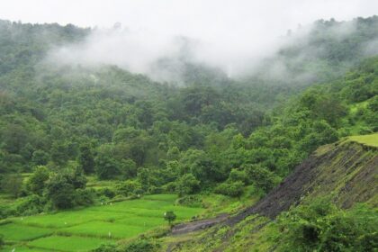 Lush greenery in Konkan during the monsoon season, showcasing the beauty of nature.