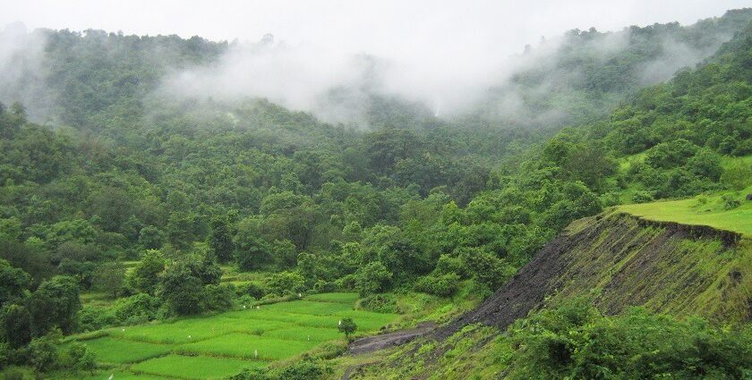 Lush greenery in Konkan during the monsoon season, showcasing the beauty of nature.