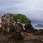 The shoreline of Kuta Beach in Lombok with clear waters, soft sand, and rock with a tree.