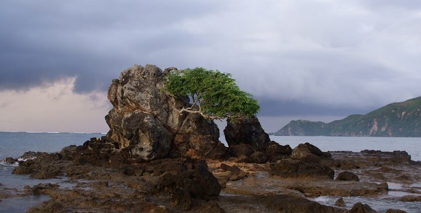 The shoreline of Kuta Beach in Lombok with clear waters, soft sand, and rock with a tree.