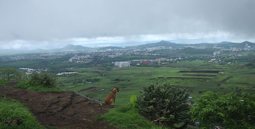 Pune transforms into a lush green paradise, drenched in refreshing rains