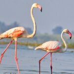 Greater Flamingo gracefully migrates to Sangli, enchanting locals with vibrant beauty.