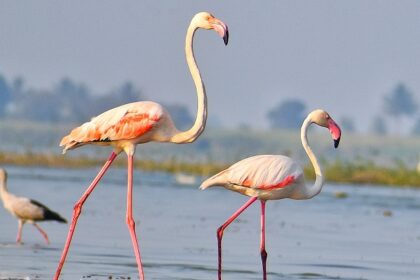 Greater Flamingo gracefully migrates to Sangli, enchanting locals with vibrant beauty.