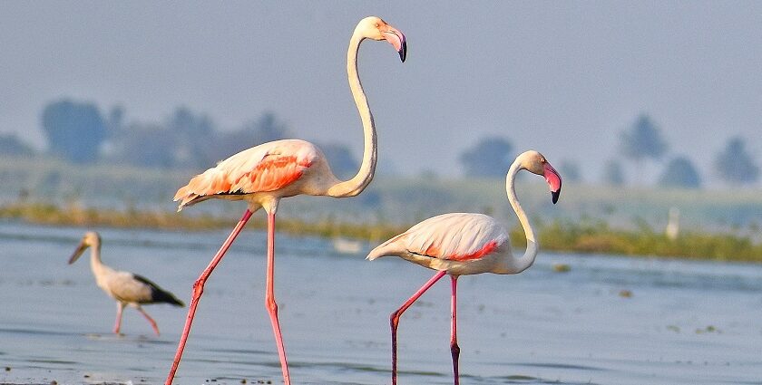 Greater Flamingo gracefully migrates to Sangli, enchanting locals with vibrant beauty.