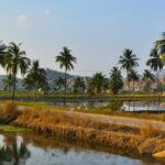 A glimpse of the serene waters and tall swaying palm trees in the Hampi region.