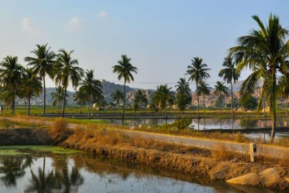 A glimpse of the serene waters and tall swaying palm trees in the Hampi region.