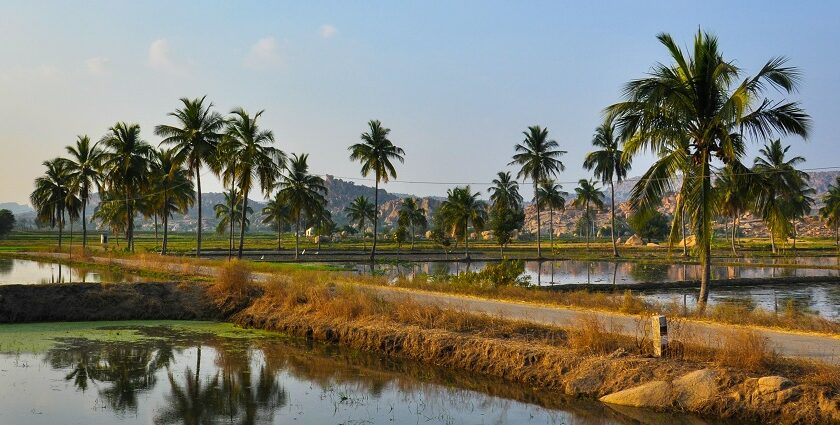 A glimpse of the serene waters and tall swaying palm trees in the Hampi region.