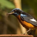 A vibrant Blue Capped Rock Thrush perched on a branch, highlighting Uttara Kannada's nature.