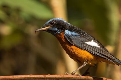 A vibrant Blue Capped Rock Thrush perched on a branch, highlighting Uttara Kannada's nature.