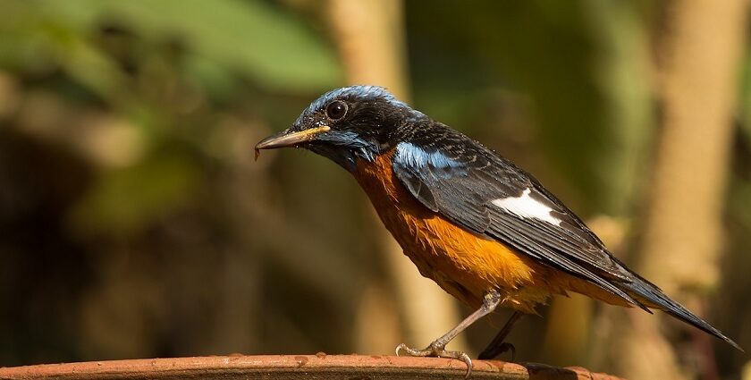 A vibrant Blue Capped Rock Thrush perched on a branch, highlighting Uttara Kannada's nature.