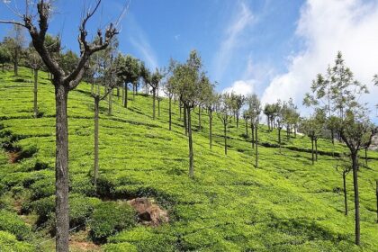 Places to visit near Coonoor offer serene landscapes, tea plantations, and a peaceful environment.