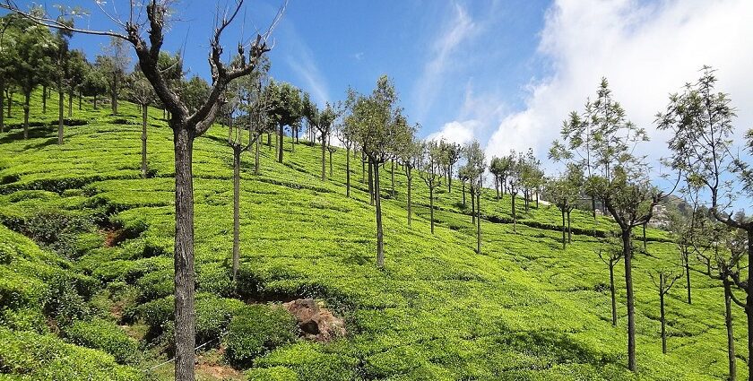 Places to visit near Coonoor offer serene landscapes, tea plantations, and a peaceful environment.