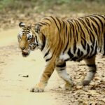 A stunning view showing the majestic tiger in Kanha National Park during the daytime.